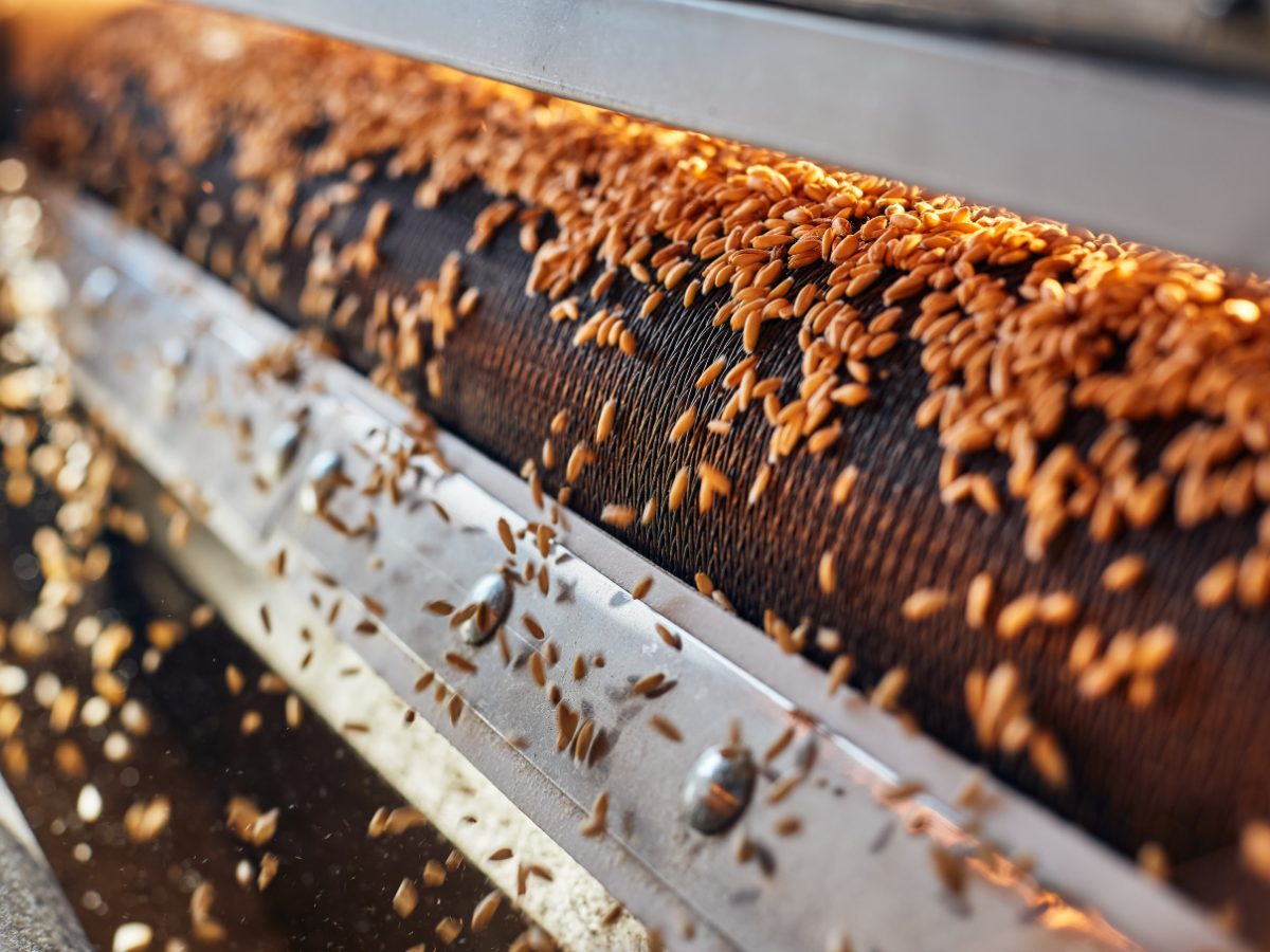 Grain moving along a processing line